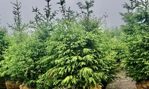 Picea Abies (Norway Spruce)