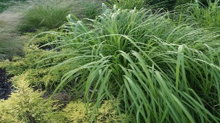 Spartina Pectinata (Prairie Cord Grass)