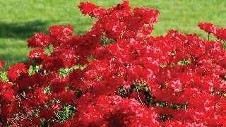 Azalea 'Stewartstonian' (Rhododendron)