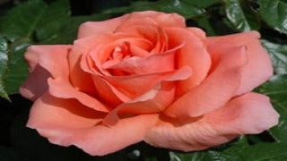 Rosa 'Easy Elegance Sweet Fragrance'