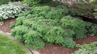 Tsuga Canadensis (Jeddeloh Dwarf Hemlock)
