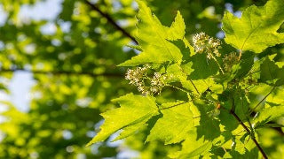 Acer Tataricum (Tatarian Maple)