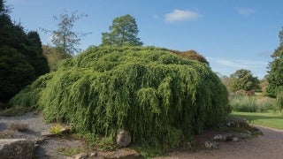 Tsuga Canadensis Pendula (Weeping Hemlock)