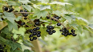 Currant 'Wellington'