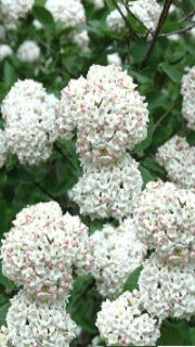 Viburnum x Carlcephalum (Fragrant Snowball)