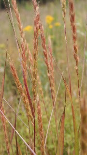 Elymus Virginicus (Virginia Wild Rye)