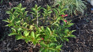Weigela Florida (Crimson Kisses Weigela)