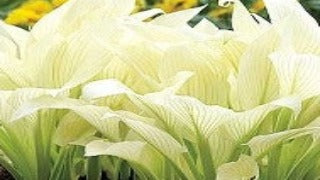 hosta white feather plantain lily Hosta 'White Feather' (Plantain Lily)