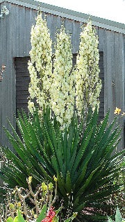 Yucca Filamentosa (Yucca)