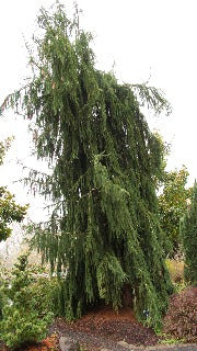 Picea Abies 'Aarburg' (Aarburg Weeping Norway Spruce)