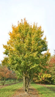 Acer Campestre (Hedge Maple)