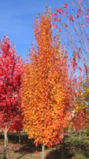 Acer Rubrum Armstrong Gold (Armstrong Gold Maple)