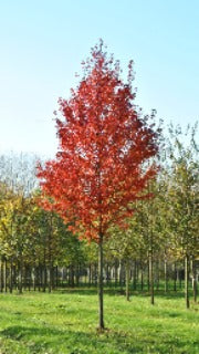 Acer Rubrum 'Brandywine' (Brandywine Maple)