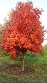 Acer Triflorum (Three-Flower Maple)