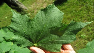 Black Maple (Acer nigrum) 9 Acer Nigrum (Black Maple)