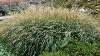 Miscanthus Sinensis 'Adagio' (Adagio Maiden Grass)