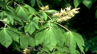 Aesculus Flava (Yellow Buckeye)