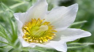 Anemone Pulsatilla Vulgaris 'Alba' (Pasque Flower)