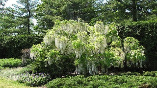 Wisteria Floribunda 'Longissima Alba' (Japanese Wisteria)