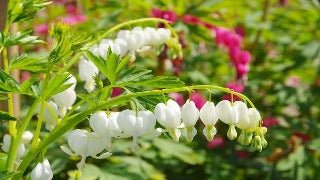 Dicentra Spectabilis 'Alba' (White Bleedingheart)