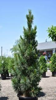Pinus Cembra 'Algonquin Pillar' (Algonquin Pillar Swiss Stone Pine)