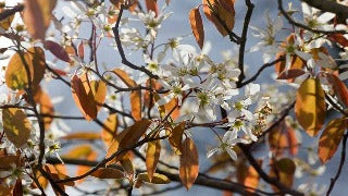 Amelanchier Laevis (Allegheny Serviceberry)