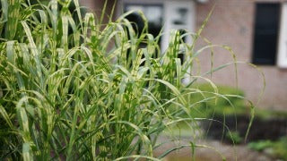 Miscanthus Giganteus Alligator (Banded Giant Miscanthus)