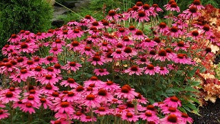 Echinacea x 'Amazing Dream' (Amazing Dream Coneflower)