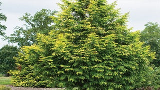 Metasequoia Glyptostroboides 'Amber Glow' (Amber Glow Dawn Redwood)