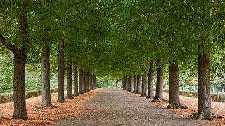 Tilia Americana (Basswood)