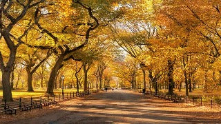 Ulmus Americana (American Elm)