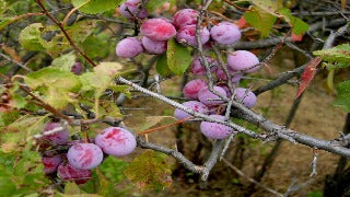 Prunus Americana (American Plum)