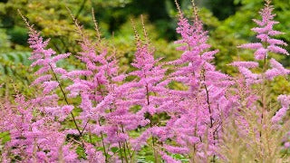 Astilbe Arendsii 'Amethyst' (False Spirea)