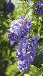 Wisteria Frutescens 'Amethyst Falls' (American Wisteria)