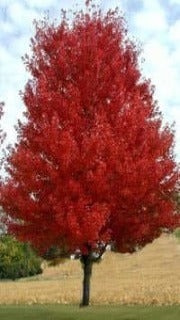 Acer Ginnala 'Flame' (Flame Maple)