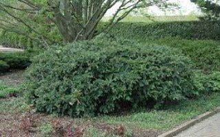 Taxus x media 'Andersonii' (Anderson's Spreading Yew)