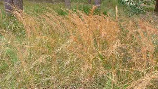 Andropogon Virginicus (Broom Sedge)