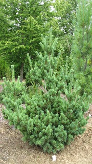 Pinus Parviflora 'Aoi' (Aoi Japanese White Pine)