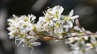Amelanchier x Grandiflora (Apple Serviceberry)