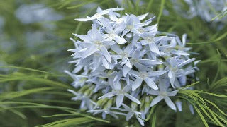Amsonia Hubrichtii (Arkansas Blue Star)