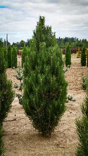 Pinus Nigra 'Arnold Sentinel' (Arnold Sentinel Columnar Pine)