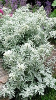 Artemisia Stelleriana 'Silver Brocade' (Silver Brocade Artemisia)