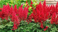 Load image into Gallery viewer, Astilbe Red
