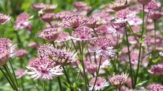 Astrantia Major 'Roma' (Masterwort)