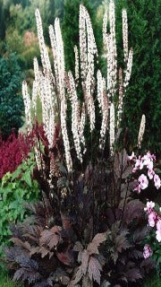 Cimicifuga Ramosa 'Atropurpurea' (Black Snakeroot)