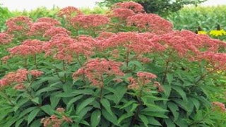 Eupatorium Maculatum 'Atropurpureum' (Joe Pye Weed)