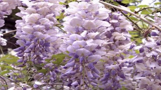 Wisteria Macrostachya 'Aunt Dee' (Chinese Wisteria)