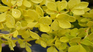 Berberis Thunbergii 'Aurea Nana' (Dwarf Golden Berry)