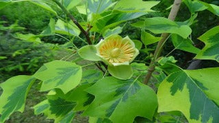 Liriodendron Tulipifera 'Aureomarginatum' (Yellow Variegated Tulip Tree)