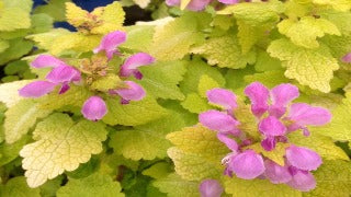 Lamium Maculatum 'Aureum' (Spotted Deadnettle)
